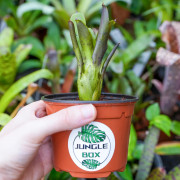 neoregelia xenia