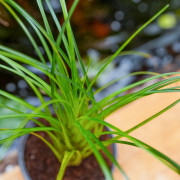 Vriesea correia-araujoi – Broméliacée tropicale originaire du Brésil