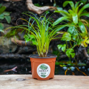 Vriesea correia araujoi