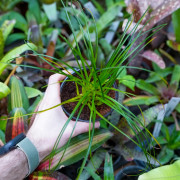 Vriesea correia-araujoi – Broméliacée tropicale originaire du Brésil