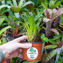 Vriesea correia-araujoi – Broméliacée tropicale originaire du Brésil