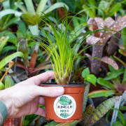 Vriesea correia-araujoi – Broméliacée tropicale originaire du Brésil