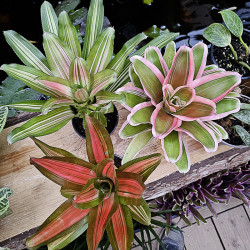 Set Neoregelia carolinae (vulcana, devroe, Mme Van Durme)