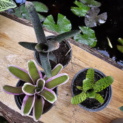 Set Neoregelia ( purpurea, mini, eteria)