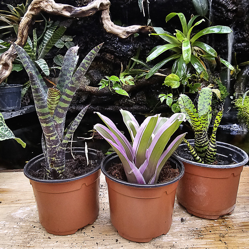 Set Neoregelia ( purpurea, mini, eteria)