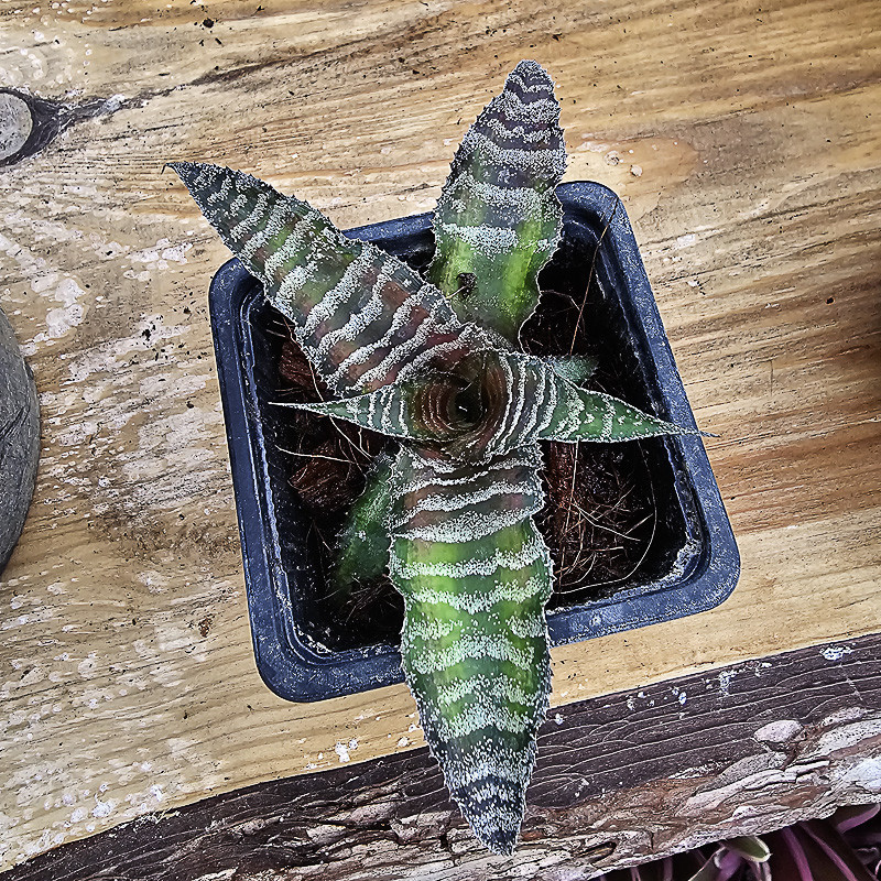 Cryptanthus zonatus