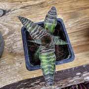 Cryptanthus zonatus