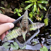 Cryptanthus zonatus