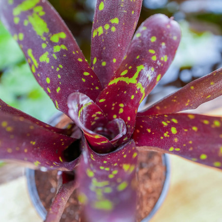 Neoregelia Hansen mini