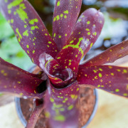 Neoregelia Hansen mini
