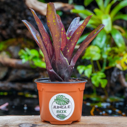 Neoregelia Hansen mini