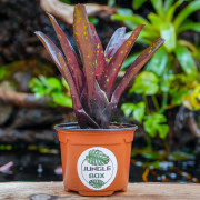 Neoregelia Hansen mini