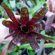 Neoregelia Hansen mini
