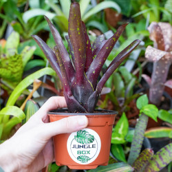 Neoregelia Hansen mini