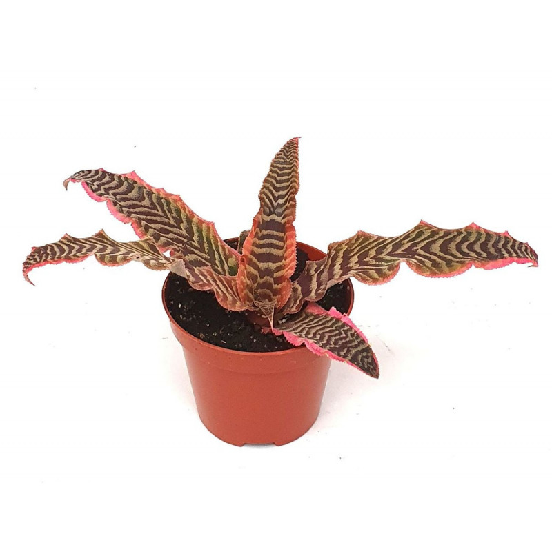 Cryptanthus elaine