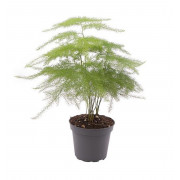Asparagus setaceus