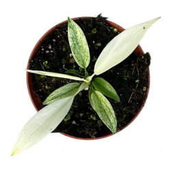 Philodendron Florida Ghost