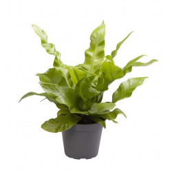 Asplenium nidus 'Crispy Wave'