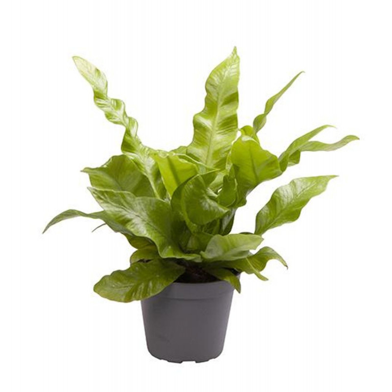 Asplenium nidus 'Crispy Wave'
