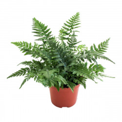 Fern Polystichum tsus-simense