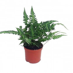 copy of Pteris quadriaurita 'Tricolor'