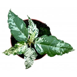 Ficus 'Snowstorm'