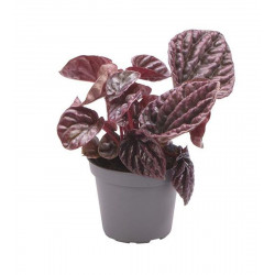 Peperomia caperata 'Red Luna'