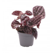Peperomia caperata 'Red Luna'