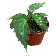 Begonia 'Mantuk'