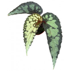 Begonia 'Lucifer'