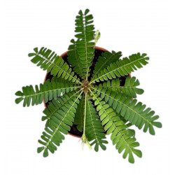 Biophytum sensitivum