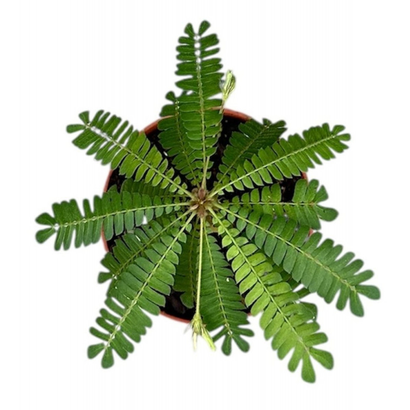 Biophytum sensitivum