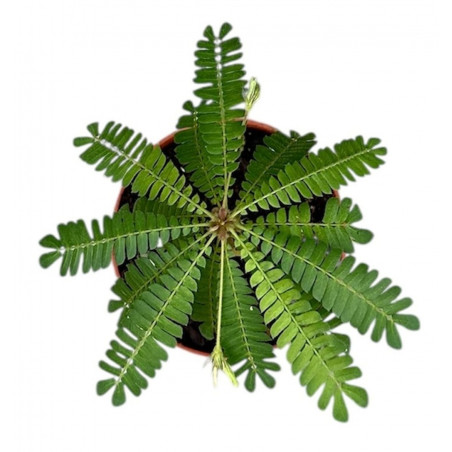 Biophytum sensitivum