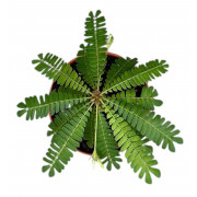 Biophytum sensitivum
