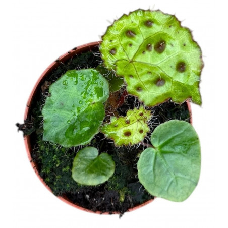 Begonia ferox
