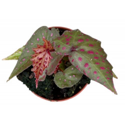 Begonia amphioxus x malachosticta