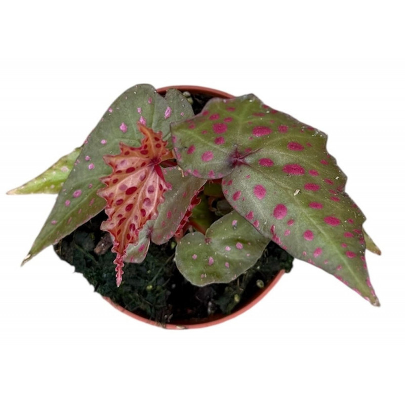 Begonia amphioxus x malachosticta