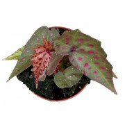 Begonia amphioxus x malachosticta