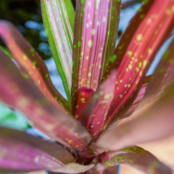 Neoregelia Kahala Dawn | Broméliacée tropicale rare pour terrarium | JungleBox