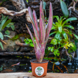 Neoregelia Kahala Dawn | Broméliacée tropicale rare pour terrarium | JungleBox