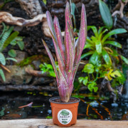 Neoregelia Kahala Dawn | Broméliacée tropicale rare pour terrarium | JungleBox