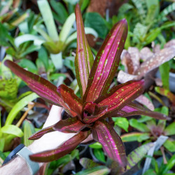 neoregelia Kahala dawn