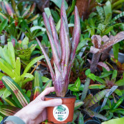 Neoregelia Kahala Dawn | Broméliacée tropicale rare pour terrarium | JungleBox