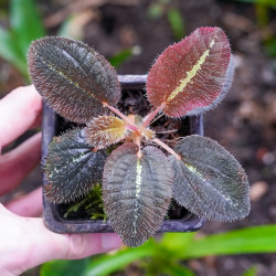Bertolonia maculata