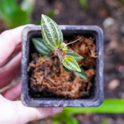 Peperomia tricolor