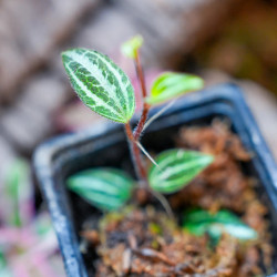 Peperomia tricolor