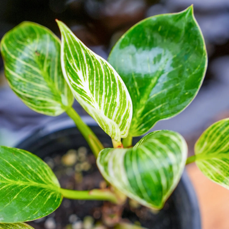 Philodendron birkin