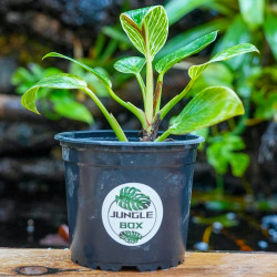 Philodendron white wave