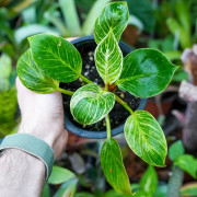 Philodendron birkin