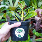 Philodendron birkin